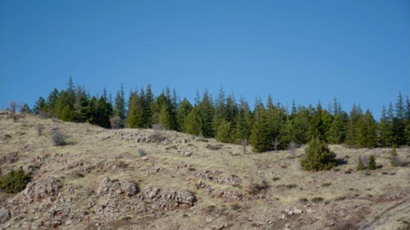 Besiktas Forest In Izmir